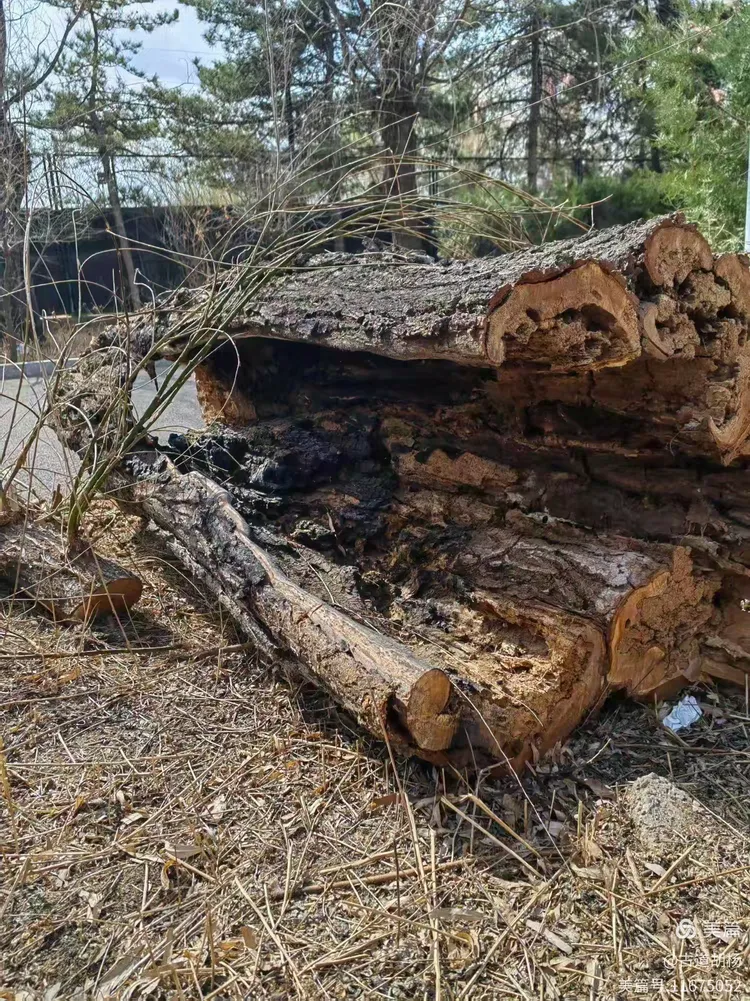油松,呼和浩特市树